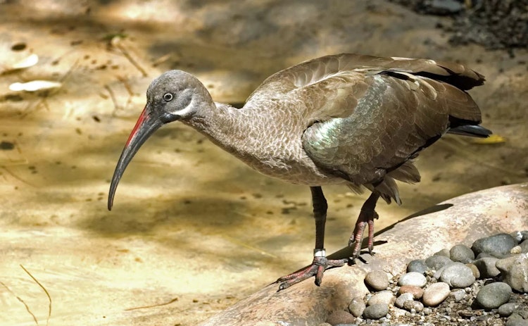 Photo of Hadada Ibis