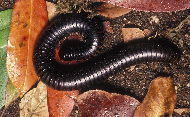 Photo of Giant African Millipede