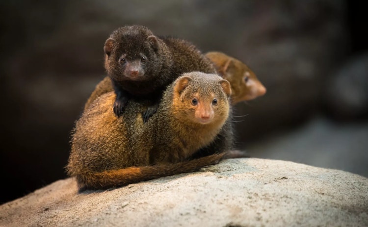 Photo of Dwarf Mongoose