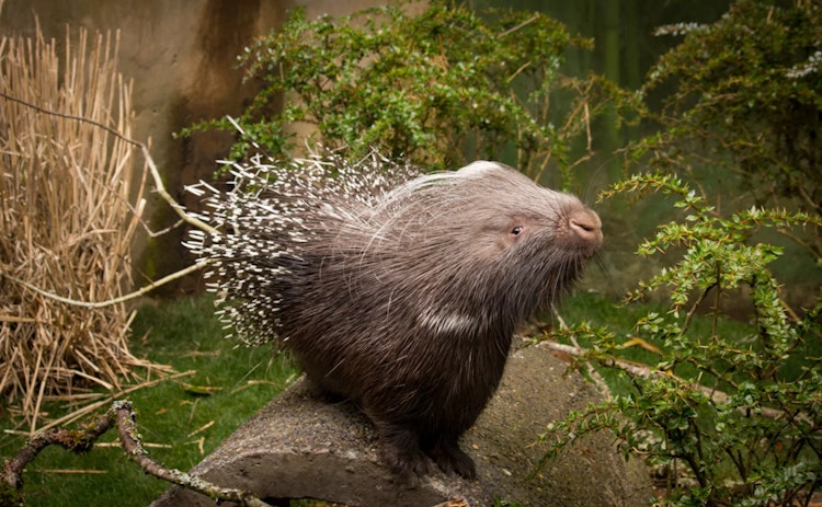 Photo of African Crested Porcupine