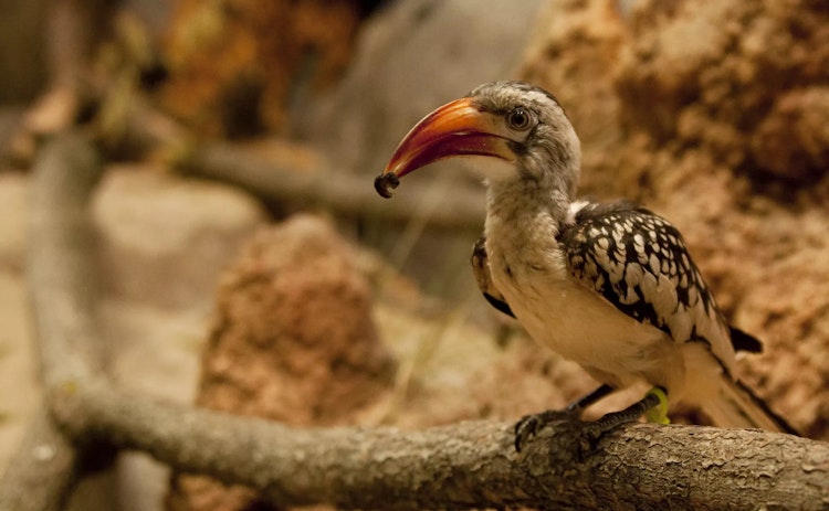 Photo of African Red-Billed Hornbill