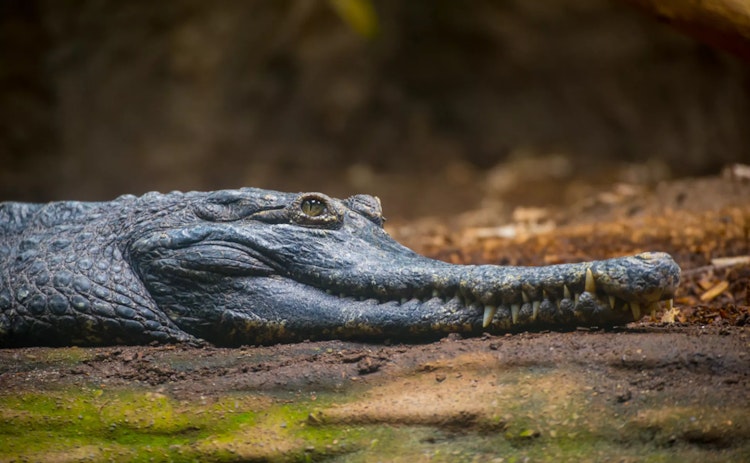 Photo of African Slender-Snouted Crocodile