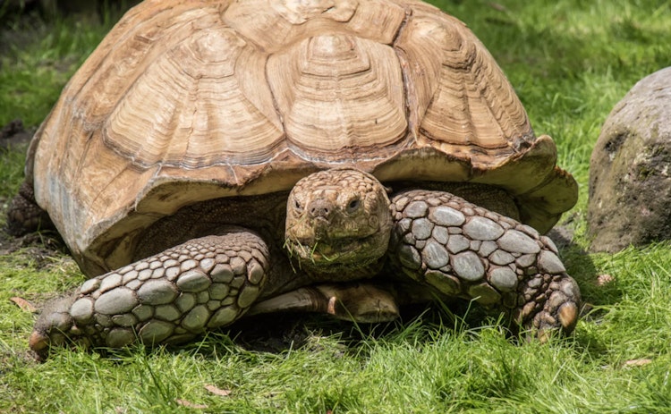 Photo of African Spurred Tortoise