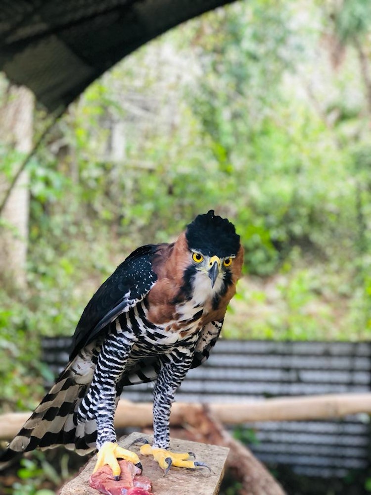Photo of Ornate Hawk Eagle