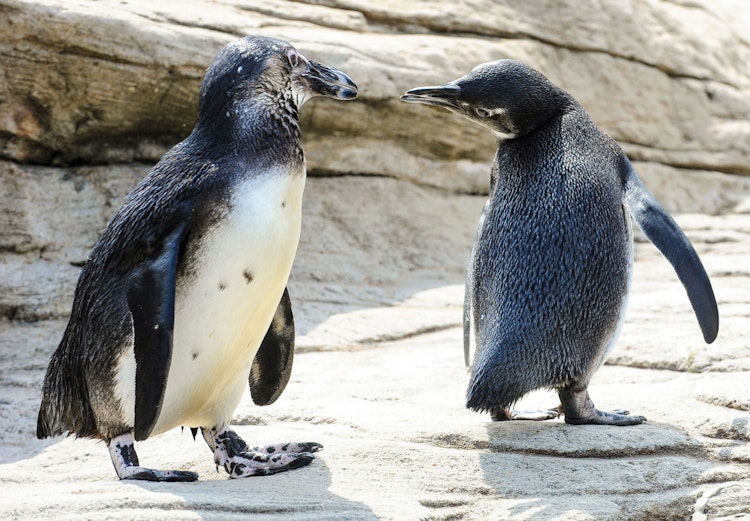 Photo of Black-footed Penguin