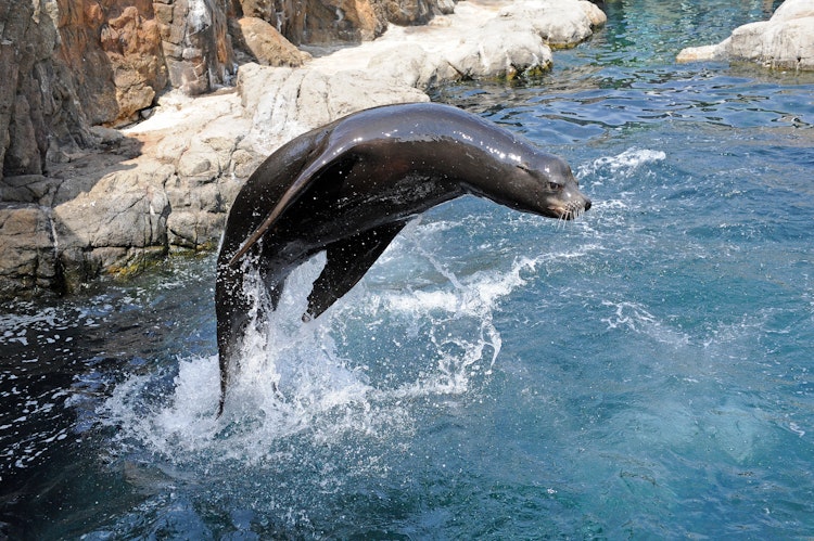 Photo of California Sea Lion