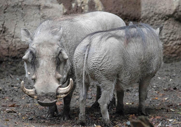 Photo of Warthog