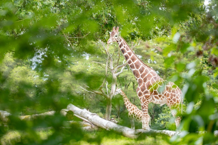 Photo of Giraffe