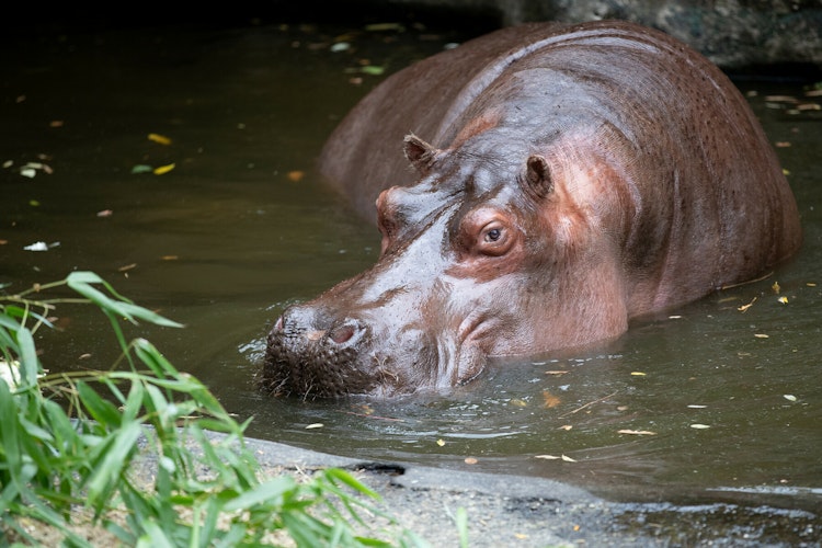 Photo of Hippo