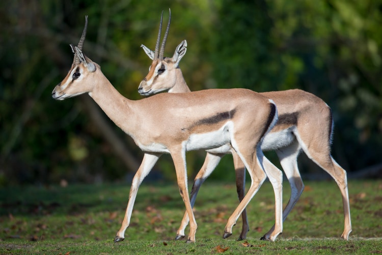 Photo of Gazelle