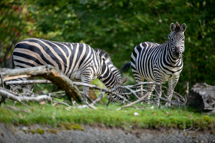 Photo of Zebra