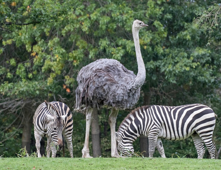 Photo of Ostrich