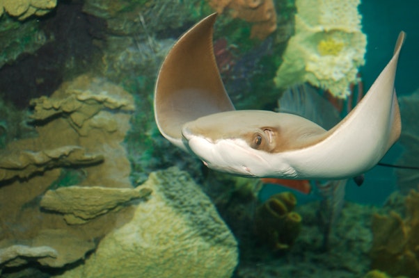 Photo of Cownose Ray
