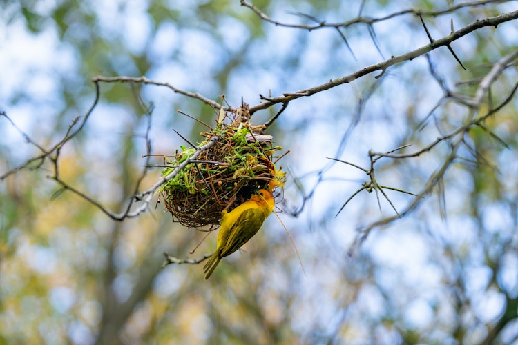 Photo of Savanna Aviary