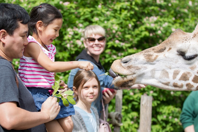 Photo of Giraffe Encounter*