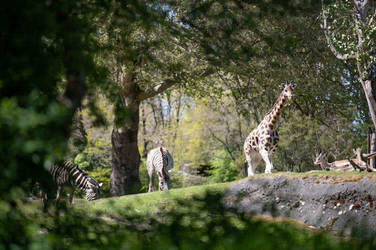 Photo of Savanna Experience*
