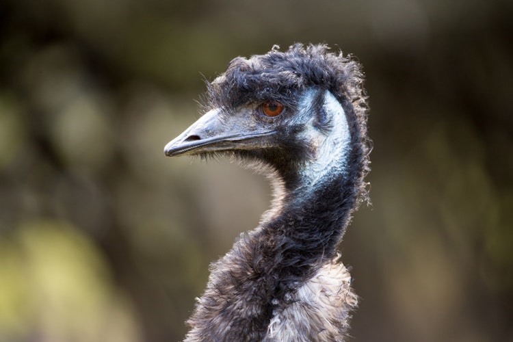 Photo of Emu