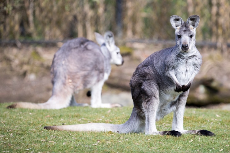 Photo of Wallaroo/Wallaby