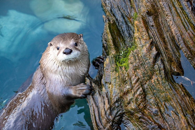 Photo of River Otter