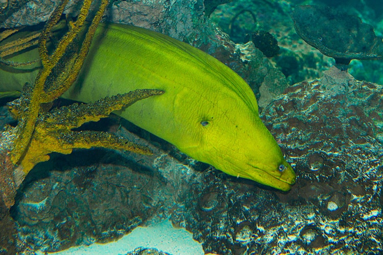 Photo of Green Moray Eel