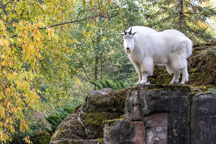 Photo of Mountain Goat