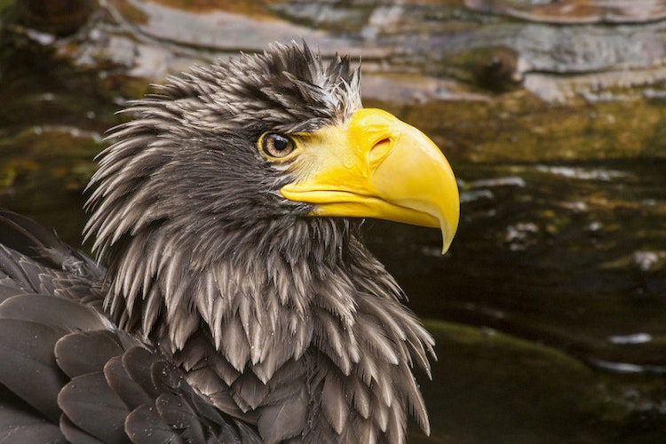 Photo of Steller's Sea Eagle