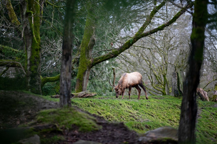 Photo of Elk