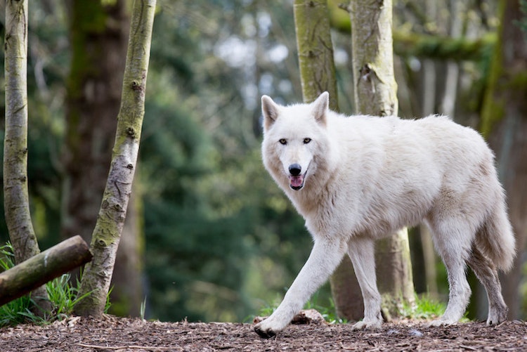 Photo of Gray Wolf