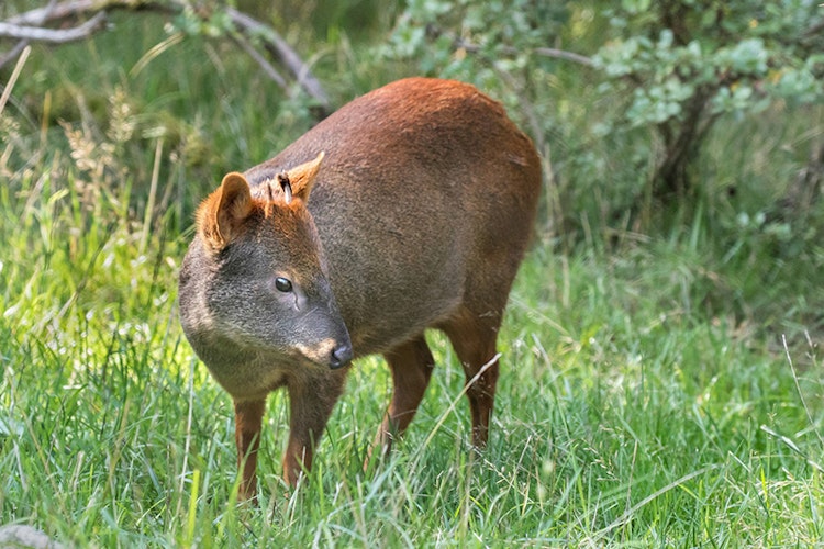 Photo of Pudu