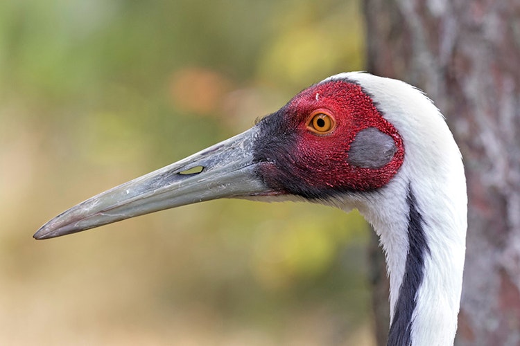 Photo of White-naped Crane