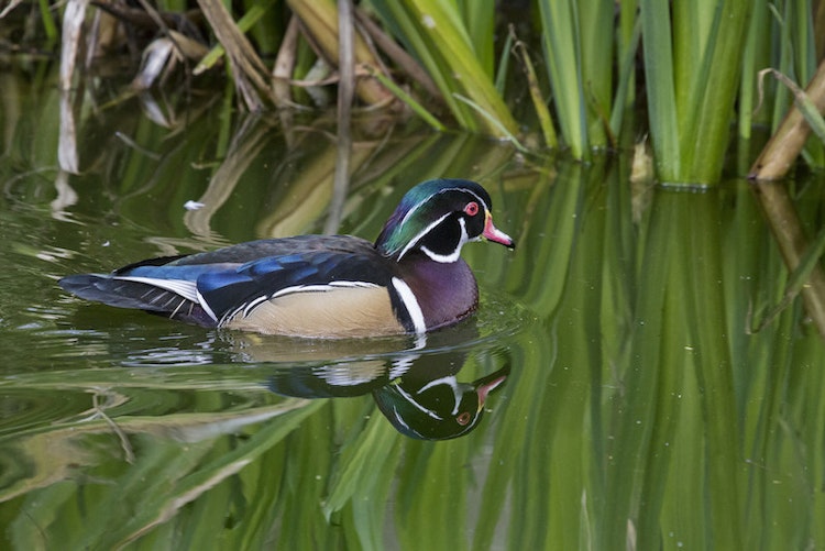 Photo of Wetlands