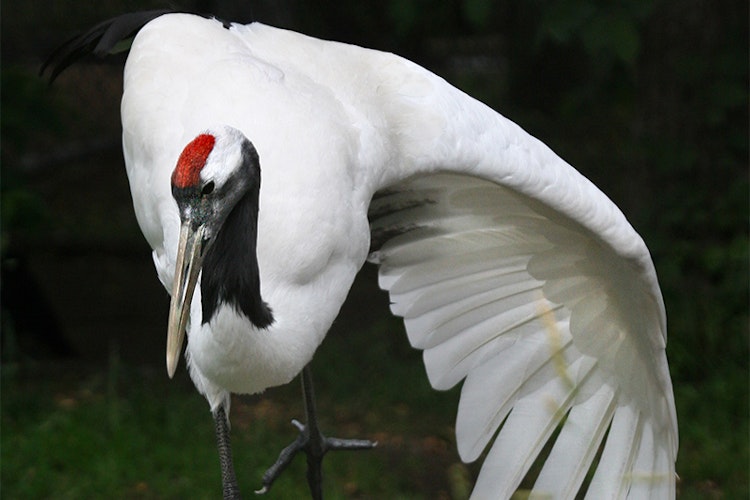 Photo of Red-crowned Crane