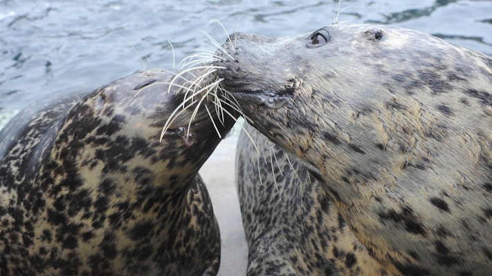 Photo of Harbor Seal