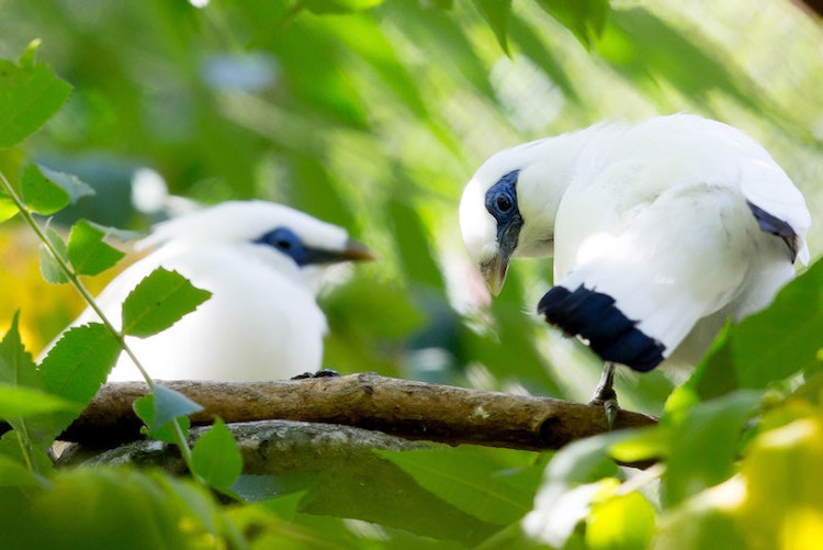 Photo of Conservation Aviary