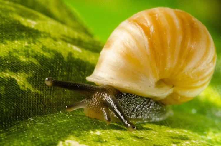 Photo of Partula Snail