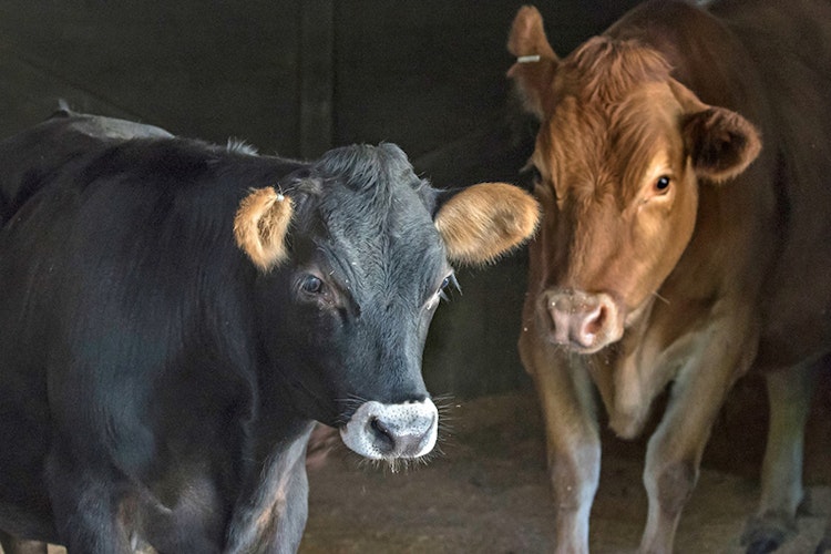 Photo of Miniature Jersey Steer