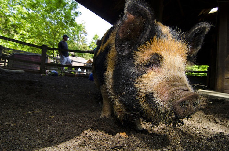 Photo of KuneKune Pig