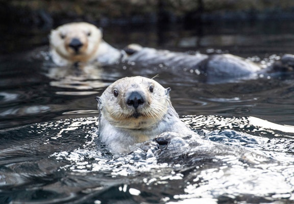 Photo of Sea Otter