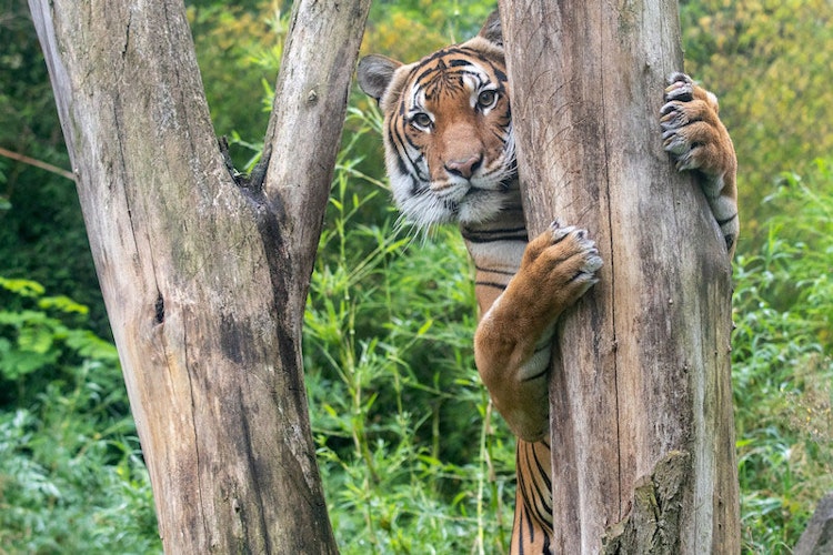 Photo of Banyan Wilds