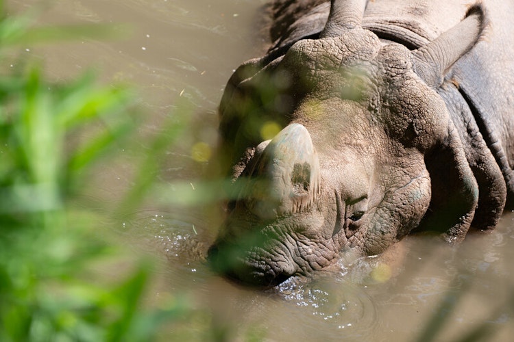 Photo of Assam Rhino Reserve