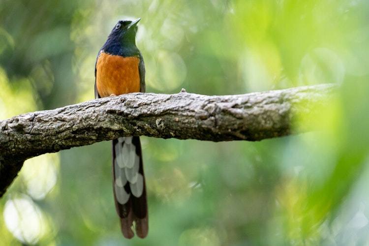 Photo of Asian Aviary