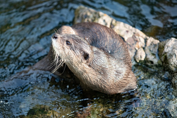 Photo of Asian Small-clawed Otter