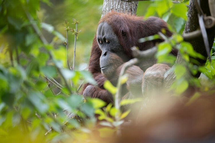 Photo of Orangutan