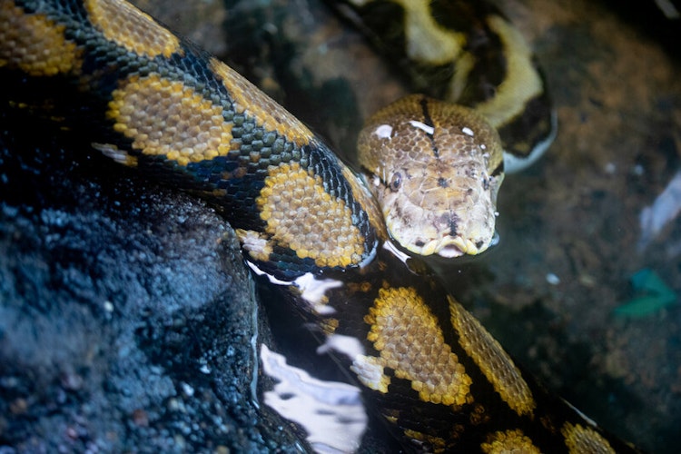 Photo of Python