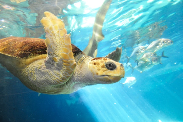 Photo of Loggerhead Sea Turtle