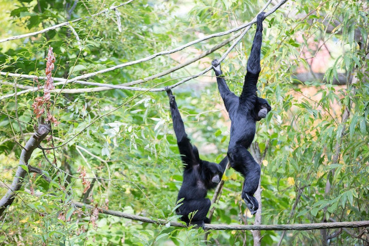 Photo of Siamang