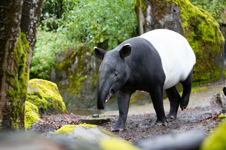 Photo of Tapir