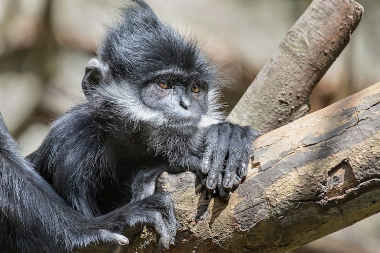 Photo of Francois' Langur