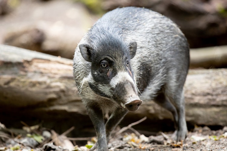 Photo of Warty Pig