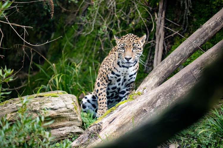 Photo of Tropical Rain Forest